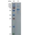 sp-pme100687 s protein rbd sp1