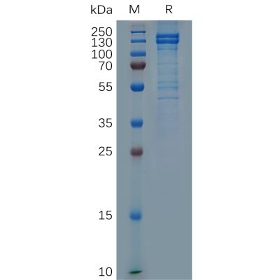 sp-pme100692 cdh1 sp1