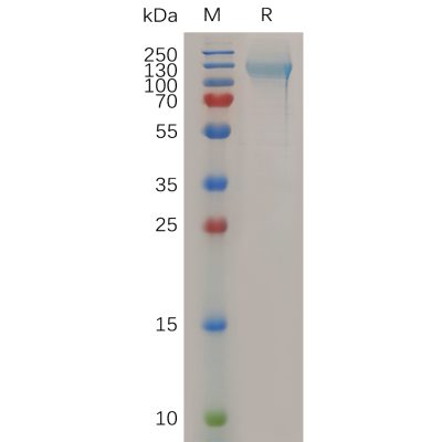 sp-pme100697 ncl sp1