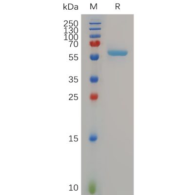 sp-pme100698 mmp13 sp1