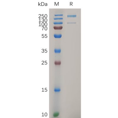 sp-pme100706 itga2 sp1