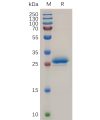 sp-pme100724 mesothelin sp1