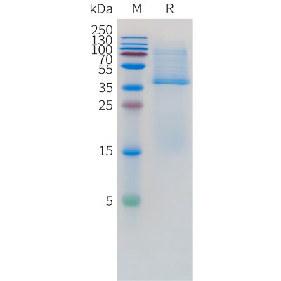 sp-pme100730 cd3d cd3e sp1