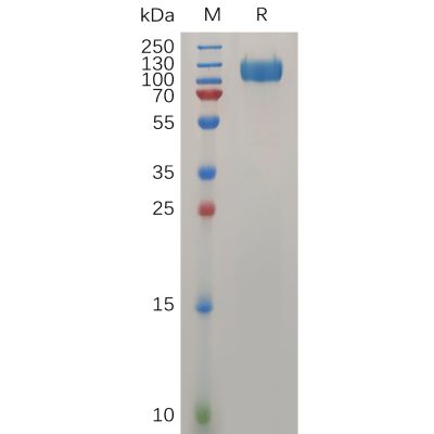 sp-pme100737 ifnar1 sp1