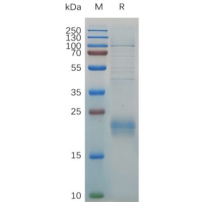 sp-pme100740 clec2d sp1