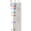 sp-pme100747 rage sp1