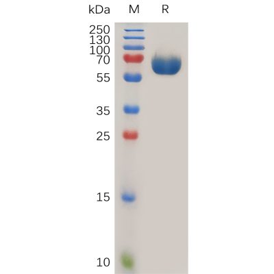 sp-pme100751 cd142 sp1