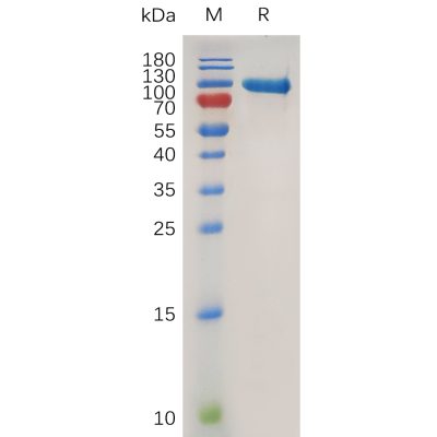 sp-pme100754 mmp9 sp1