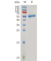 sp-pme100756 clec4c sp1