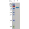 sp-pme100767 cd72 sp1