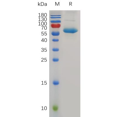 sp-pme100767 cd72 sp1