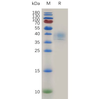 sp-pme100776 cd52 sp1