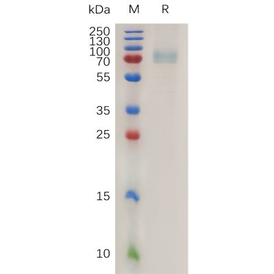 sp-pme100781 cd19 sp1