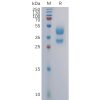 sp-pme100799 cxcr3 sp1