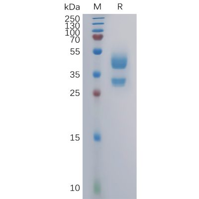 sp-pme100799 cxcr3 sp1