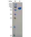 sp-pme100803 gpa33 sp1