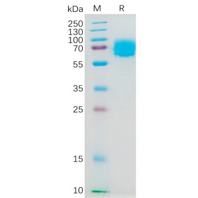 sp-pme100809 il4ra sp1