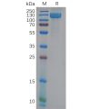 sp-pme100810 anpep sp1