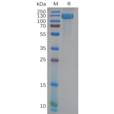 sp-pme100810 anpep sp1