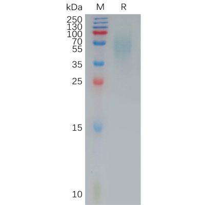 sp-pme100827 cd200r1 sp1