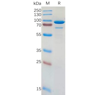 sp-pme100829 cd73 sp1