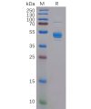 sp-pme100832 clec2d sp1