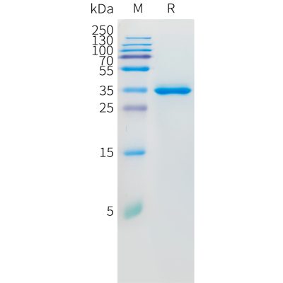 sp-pme100841 il8 sp1