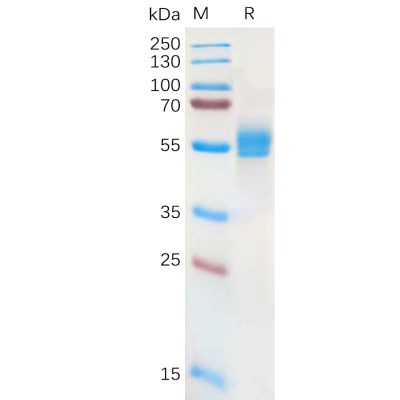 sp-pme100851 nkg2a sp1