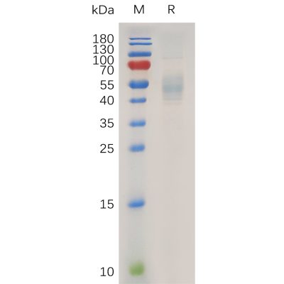 sp-pme100872 il13 sp1