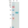 sp-pme100874 nectin 4 sp1 1