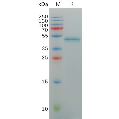 sp-pme100884 il17a sp1