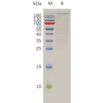 sp-pme100915 brd4 sp1