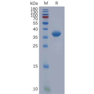 sp-pme100934 cxcl1 sp1