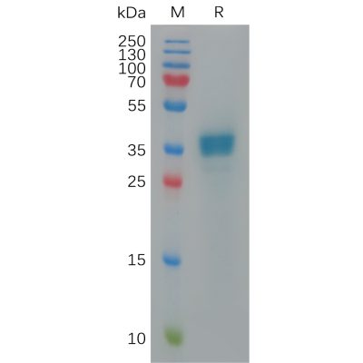 sp-pme100936 cxcl9 sp1