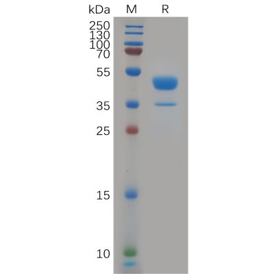 sp-pme100937 cxcr2 sp1