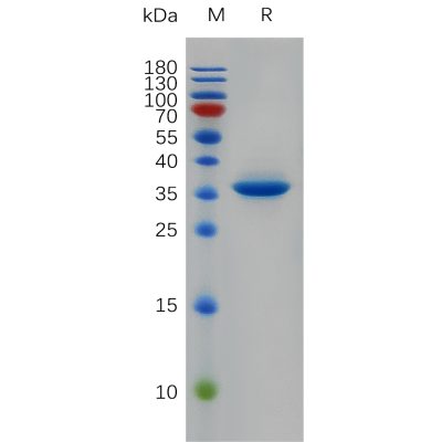 sp-pme100941 egf sp1