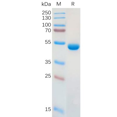 sp-pme100952 lgals1 sp1