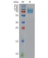 sp-pme100958 ifnar1 sp1