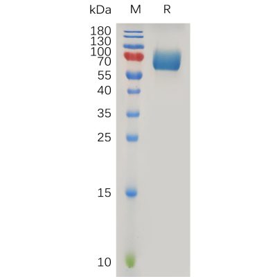 sp-pme100959 ifnar2 sp1