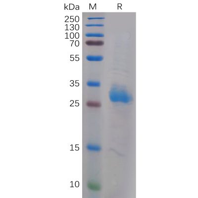 sp-pme100972 lgals3 sp1