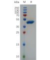 sp-pme101031 vegfa sp1