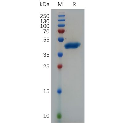 sp-pme101031 vegfa sp1