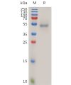 sp-pme101045 faslg sp1