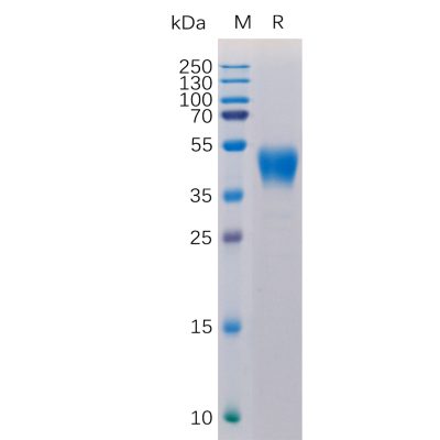 sp-pme101050 cd24 sp1