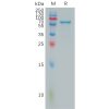sp-pme101051 fgl1 sp1