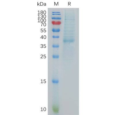 sp-pme101060 cxcl13 sp1