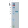 sp-pme101078 ct83 sp1