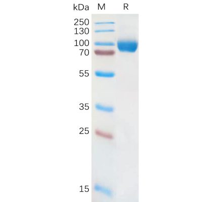 sp-pme101079 il18ra sp1