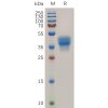 sp-pme101080 ccr3 sp1