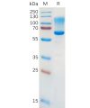 sp-pme101085 cd43 sp1